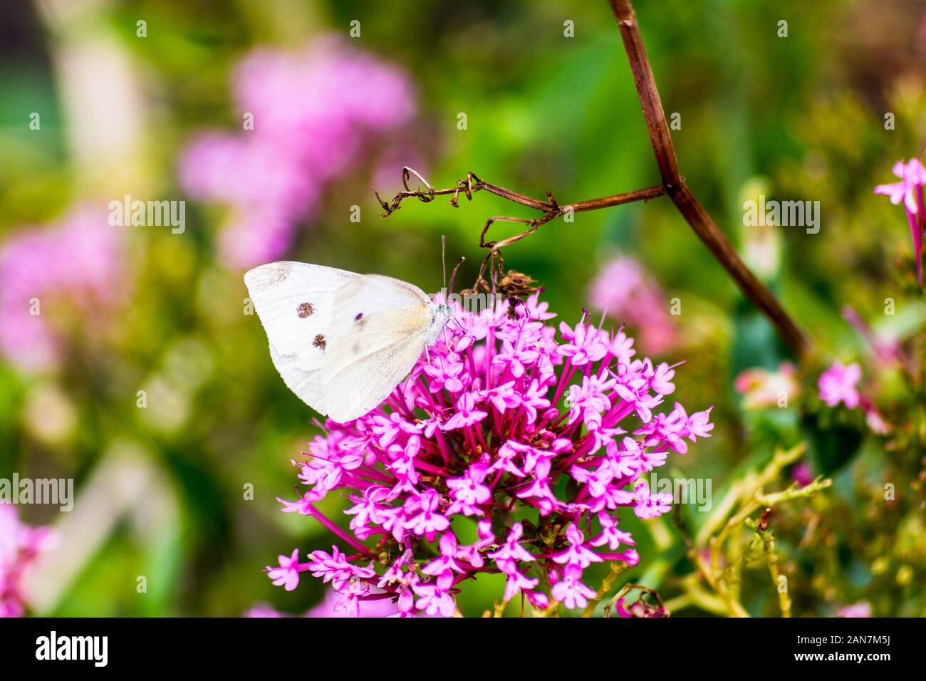 Una piccola farfalla bianca Pieris rapae che si nutrisce sui fiori rosa di una pianta rossa valeriana Centranthus ruber Foto Stock