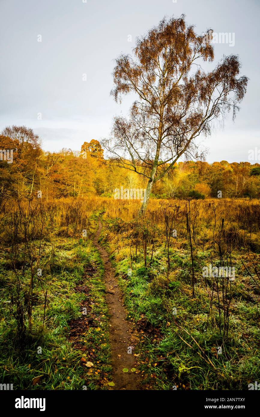 Alberi con foglie d'autunno in un campo di hogweeds morti, vicino Allensford, Consett, County Durham, Regno Unito Foto Stock