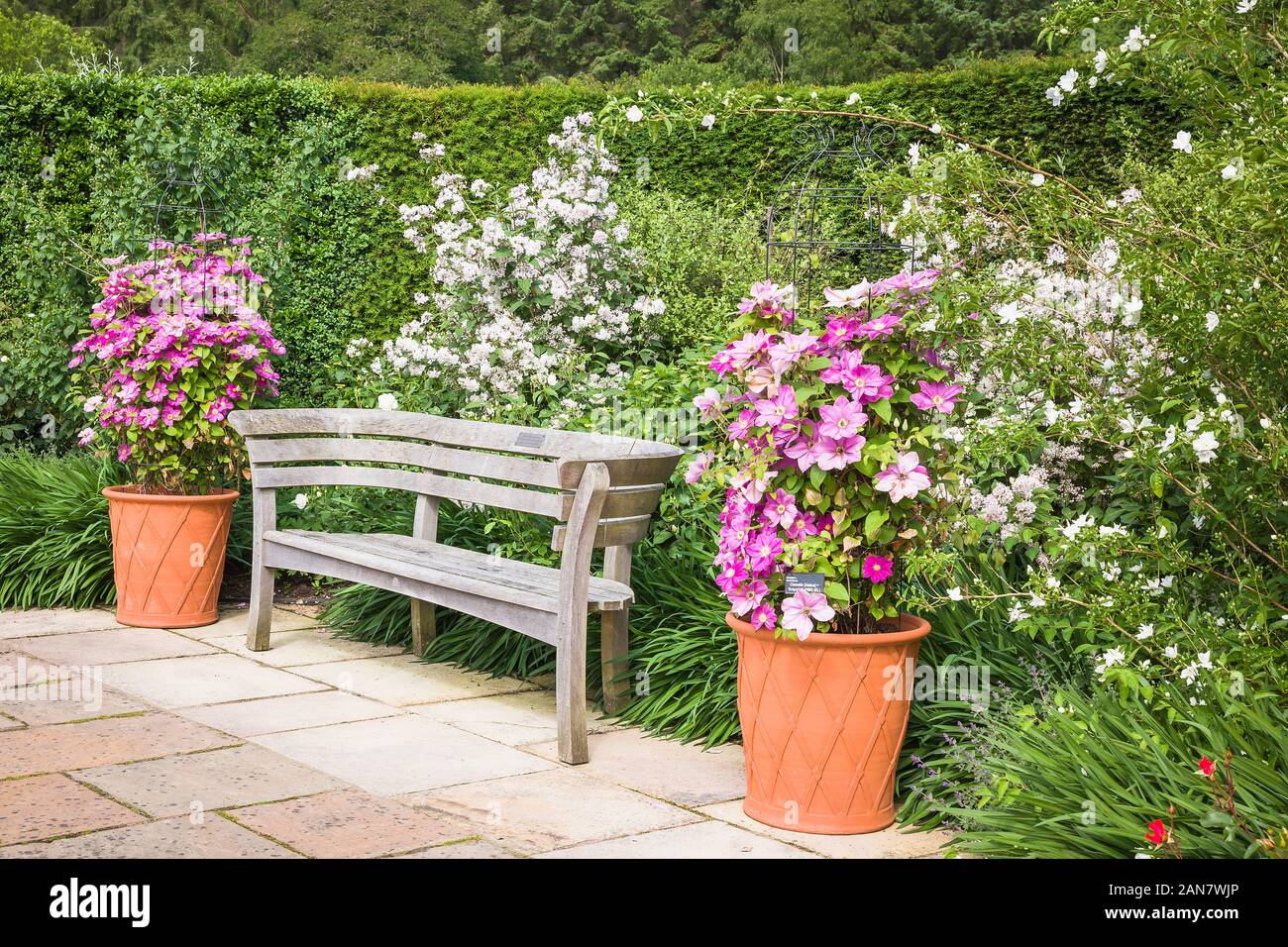 Due clematis ornamentali Alaina cresce in grandi pentole fiancheggiano un designer sedile unico in Rosemoor giardini in giugno Foto Stock