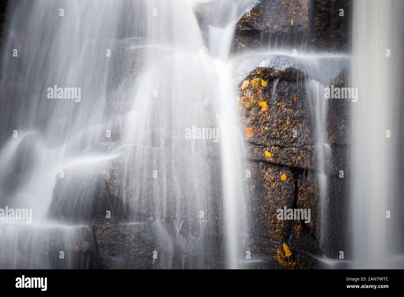 Foglie autunnali su una parete rocciosa dietro una cascata, con acqua sfocata, a Wharnley Burn, Allensford, vicino a Consett, County Durham, Regno Unito Foto Stock