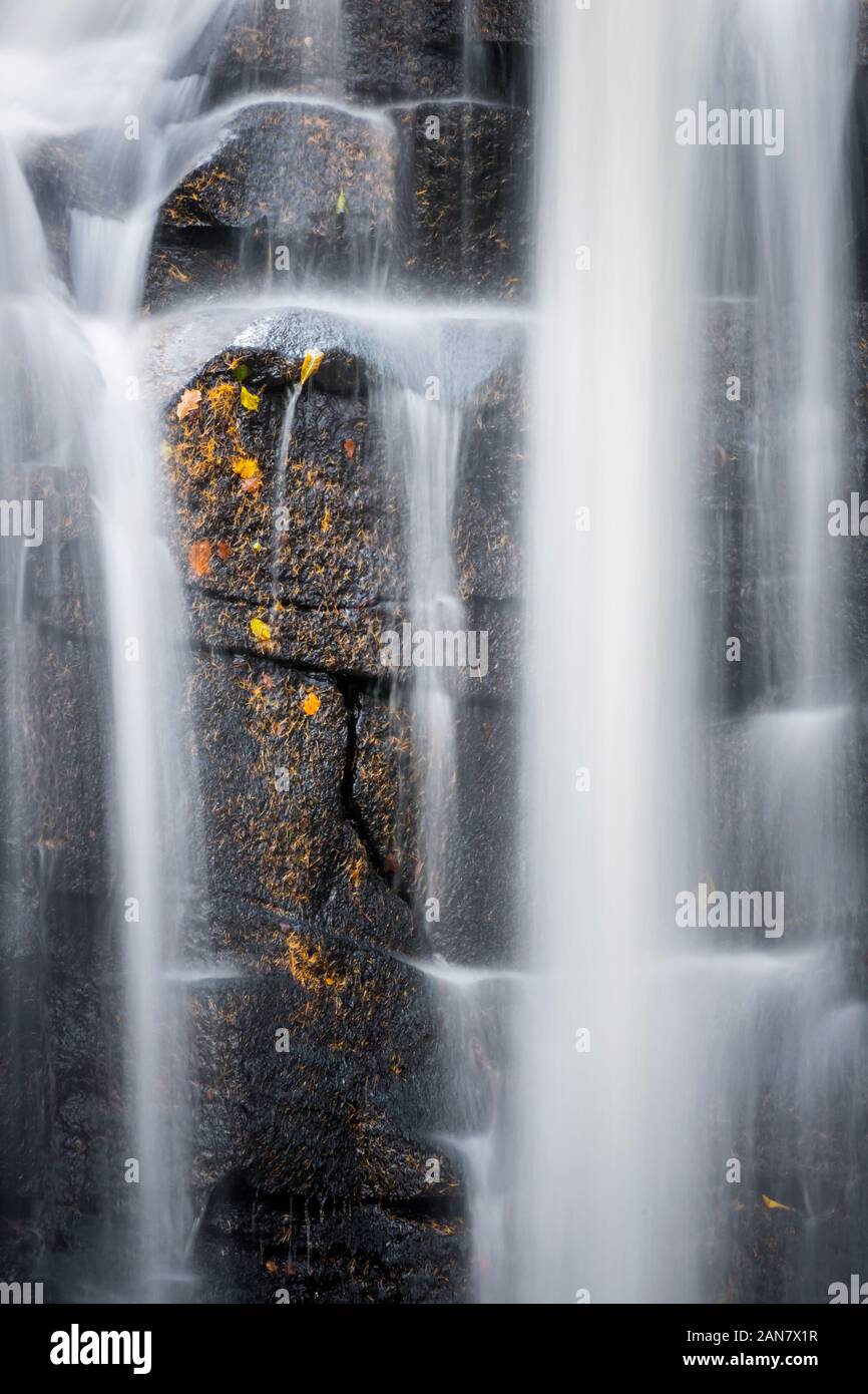 Foglie autunnali su una parete rocciosa dietro una cascata, con acqua sfocata, a Wharnley Burn, Allensford, vicino a Consett, County Durham, Regno Unito Foto Stock