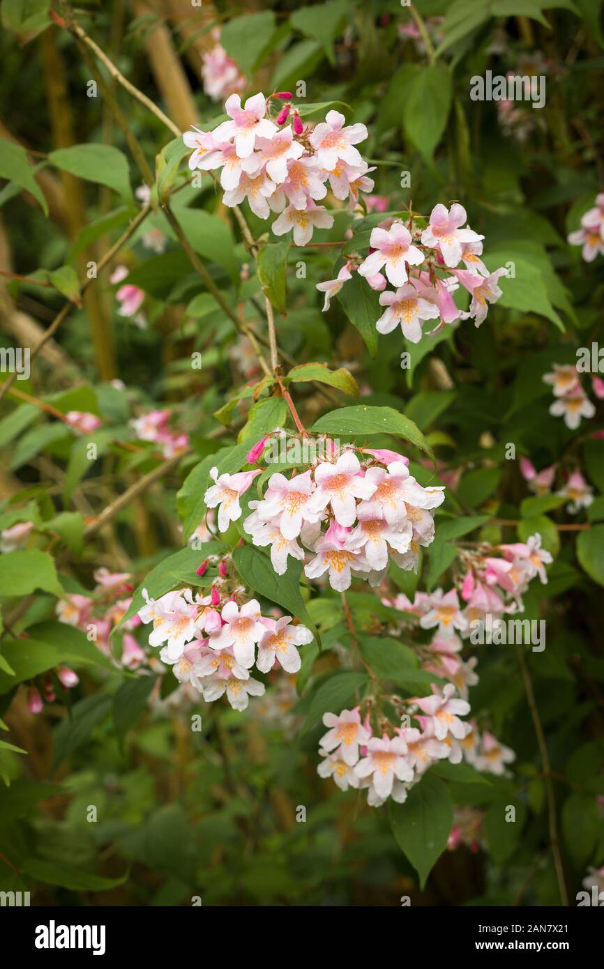 Kolkwitzia amabilis in fiore in un giardino inglese nel Maggio Foto Stock