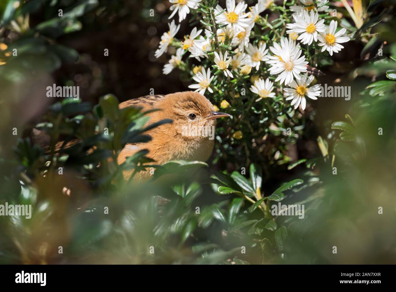Sewge Wren - Cistothorus platensis, piccolo timido strizzone da alta quota delle Ande, Antisana, Ecuador. Foto Stock