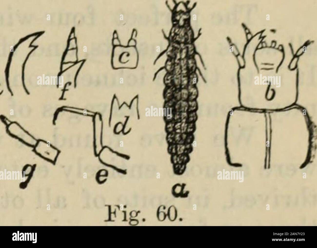 Relazione dei commissari . Un CURCULIO distruttore. Non sappiamo molto circa le loro abitudini, ma vi è uno in particolare che è ex ceedingly utile, il Chauliognathus pennsylvanicus, di cui la larva grub o alimenta abbastanza liberamente alla prugna curculio (vedere Fig. 60). Il maggiolino è di per sé una molto bella giallo, soft-insetto corposo con alcuni ^ marcature nere sul parafango casi (vedere Fig. 59). Si è spesso trovato su fiori di cardi in tarda estate e dovrebbe con tutti i mezzi per essere pro-tected. A giudicare dalle abitudini di questo insetto weFig. 59. possono presumere che altri membri della stessa fami Foto Stock