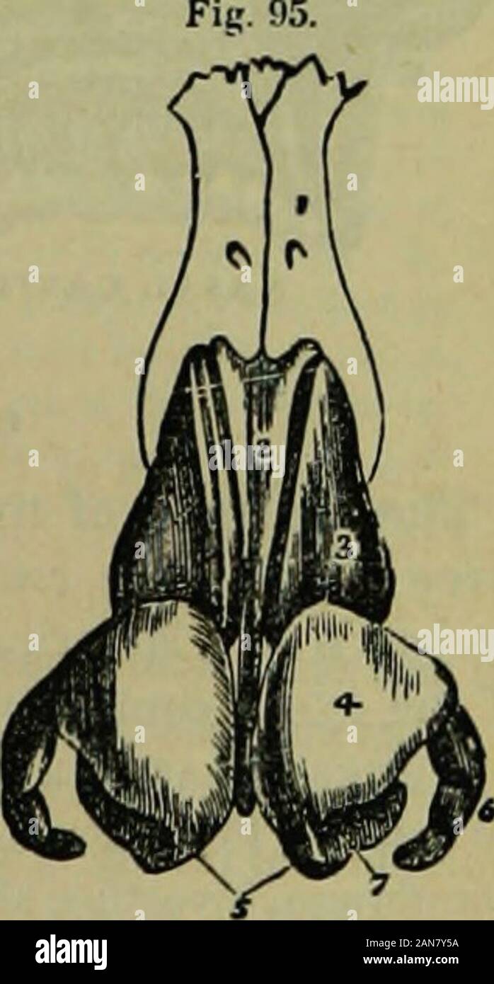 L'enciclopedia idropatici: un sistema di idropatia e igiene .. . Del Viso, infra-orbitale e nuaabranch di oftalmico. Fig. 95 mostra il fibro-cartilnges di noBe l. 1. Una delle ossa nasali. 2. Fihro-Cartilagine del setto. 3. Lateralfibro-cartiltige. 4 Il alor nbro-cartilagine. 5. Central por-zioni del daminozide fibro-di cartilagini: che costituiscono la colonna-na. 6. Appendice del daminozide fibro cartilagine. 7. Nostril. Foss nasale.e.-le fosse nasali sono due ir-eompressed regolari cavità che si estendono backwardfrom il naso per ihe phaiynx. Essi arebounded sopra mediante la cartilagine laterale di thenose Foto Stock