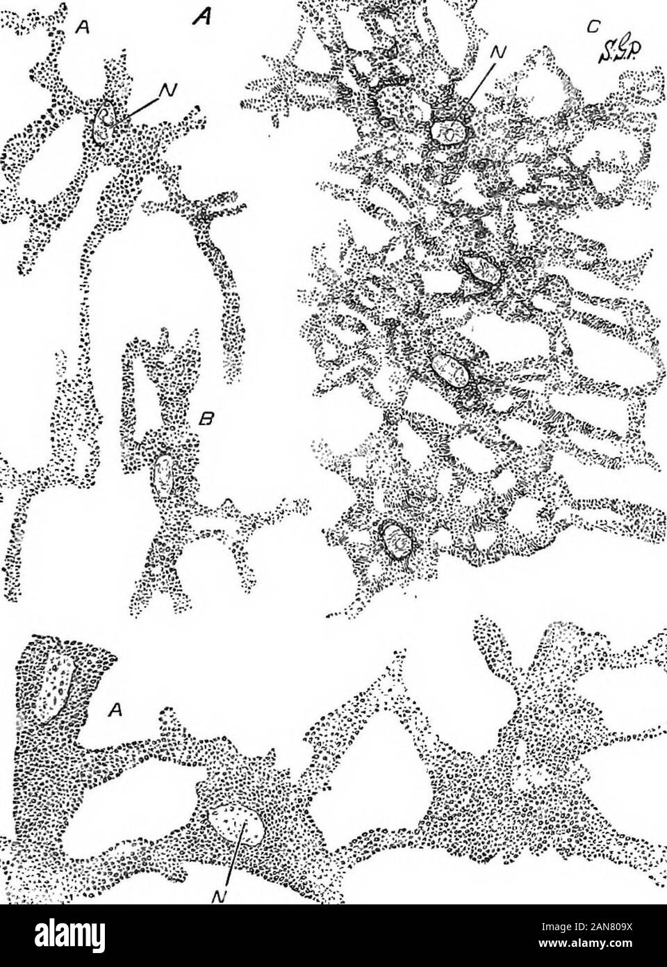 Ape Chin Immagini E Fotos Stock Alamy