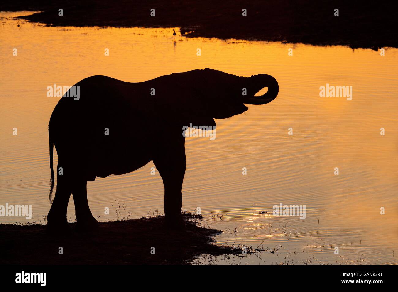Elefante africano Loxodonta africana stagliano contro un arancione tramonto bevendo acqua dal fiume Chobe in Botswana. Foto Stock