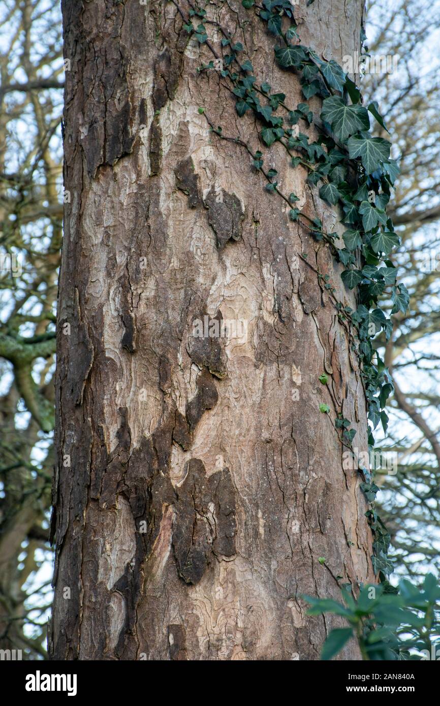 La corteccia di un albero piano (Platanus sp) Foto Stock