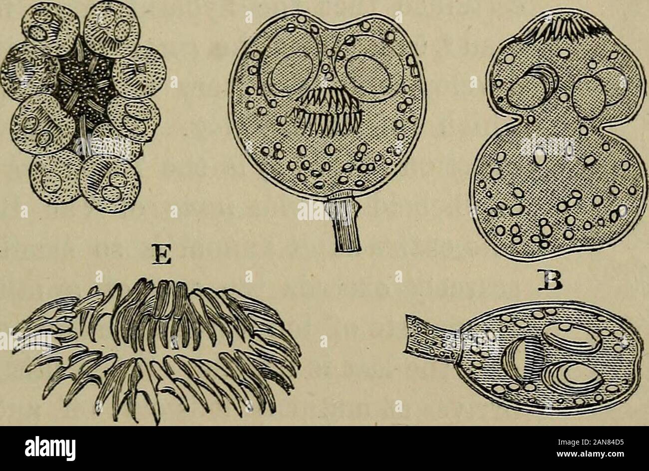 Una pratica Treatise on urinario e malattie renali : inclusi depositi urinaria . ent gli organi e i tessuti :- fegato ..... 166 sistema osseo . .17 polmoni . . 40 Parietes del corpo . . 12 reni .... 30 cuore 10 bacino 26 Orbit 9 Brain 20 + Questo non è rigorosamente corretto. Ho rilevato due volte un non trascurabile traccia di albume nel fluido di hydati 1 cisti del fegato. Storia naturale. 571 cisti; ma come regola generale strutture supplementari si trovano,che indicano una più avanzata fase di sviluppo: questisono-un germinal Membrana che riveste la parte interna delle cisti, andcertain minuto animalcules Foto Stock