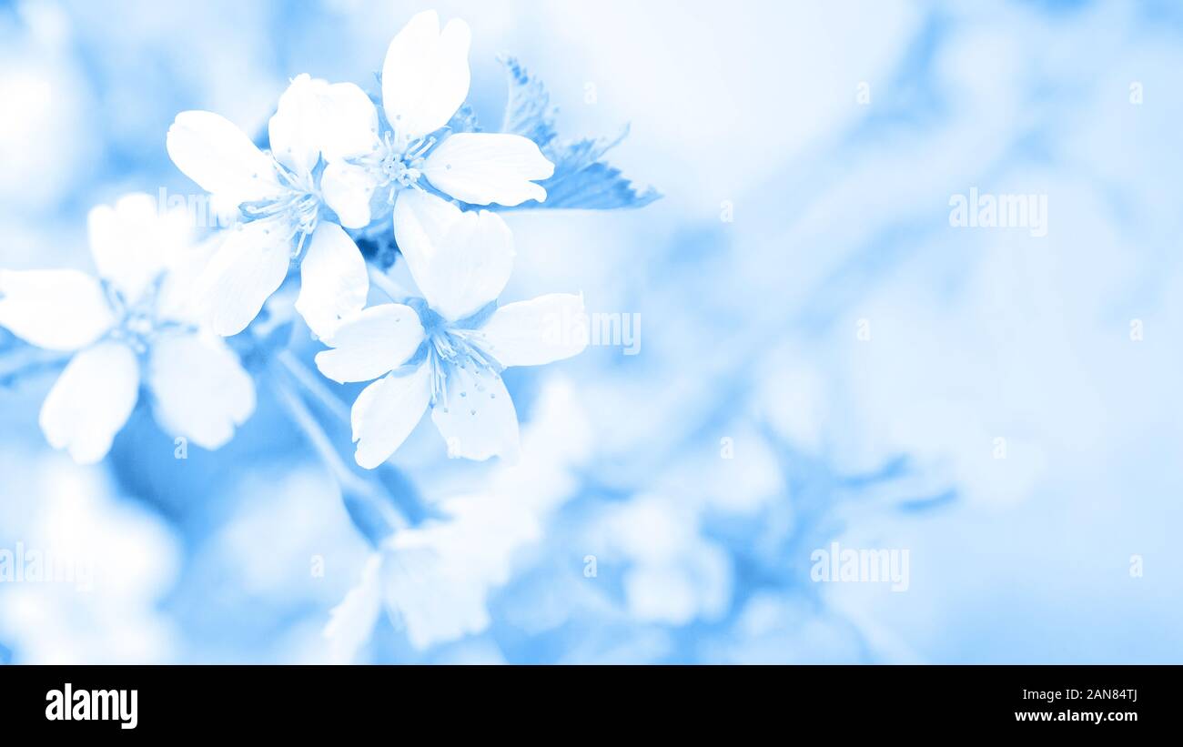Blu classico, tonica immagine. Fiori di ciliegio in fiore la luce morbida, sacura con bokeh e filtri, sfondo floreale. Larghezza lungo banner Foto Stock