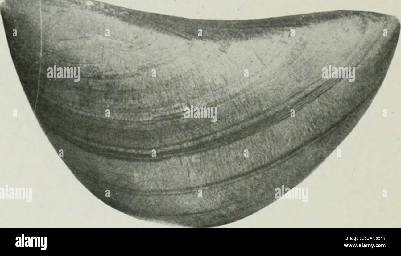 Ontario documenti di seduta, 1916, n. 17-18 . Fig. 35639. Fig. 35639. No. 35636 è stata trovata nei pressi di Arkona, Lambton County. No. 35637 è venuto da Melbourne, Township di Caradoc, nella contea di Middlesex.No. 35638 fissato a Ilighgate, vicino a Chatham, Contea di Lambton.No. 35639 è stato trovato sulle rive del Tamigi tlio TJivcr nel Townshipof Caradoc, nella contea di Middlesex. No. 35644 trovati anche nelle township di Caradoc, nei pressi del Monte Brydges. 7 UN AHCH/EOLOGICAL KKPOKT.;;?TI;orrarT;",;i;:Maurizio;eti;:^ Santa Maria^ contea di esso "u.s evKiontIv utilizzato forone o due ])iece, delle lattine. Fig. 35643. Foto Stock