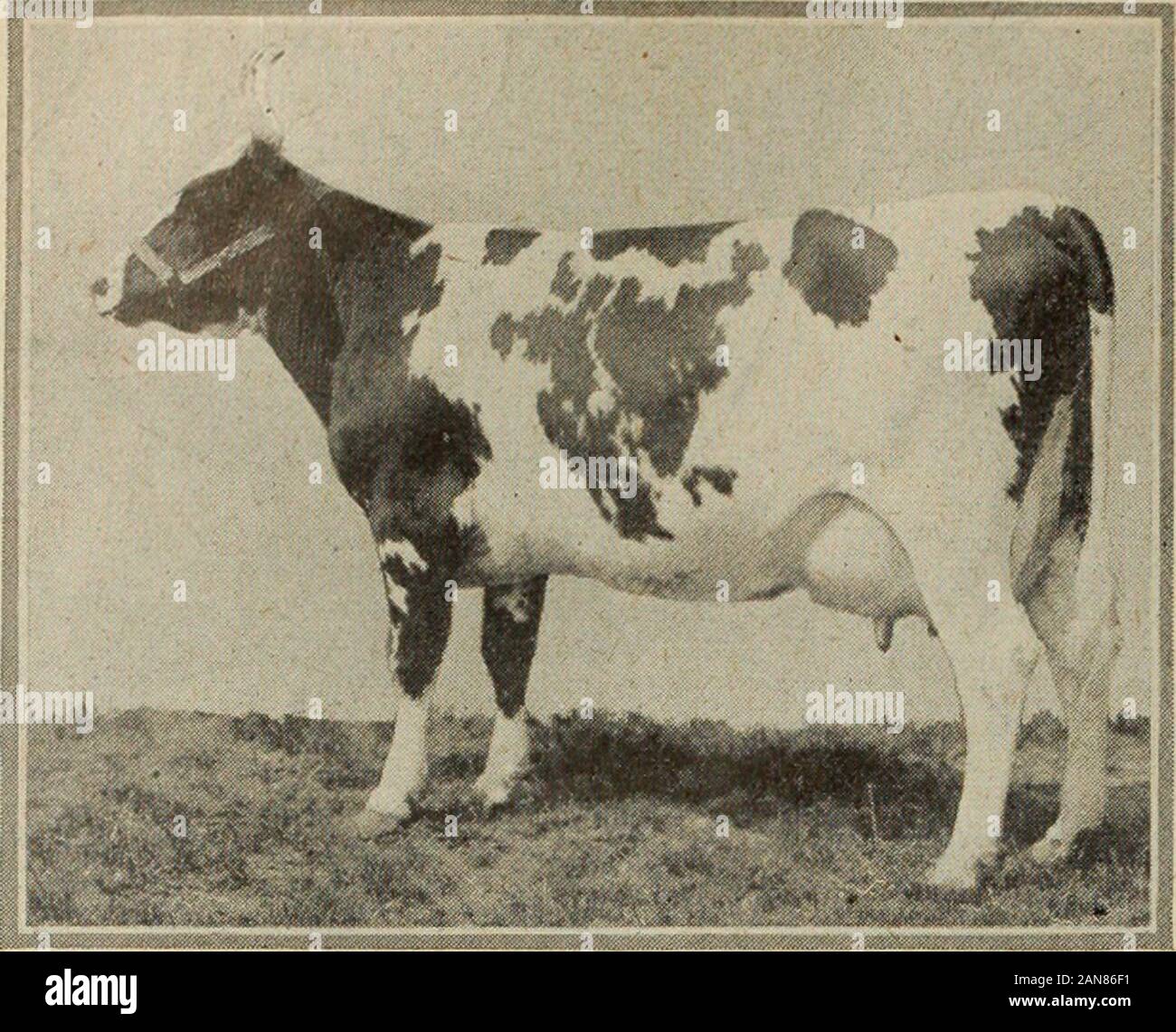 Farmer's magazine (gennaio-dicembre 1920) . Il pastfew anni mostrano che abbiamo il tipo e il fatto che noi havequalified trenta vacche e giovenche in R. O. P. il test dimostra thatSelwood Ayrshires sono produttori. Il nostro presente allevamento sire è Springbank Robin Hood-60165. Asa calf egli fu il primo a Toronto, Londoh e la guelfa. Come yearling,l'anno scorso è stato il secondo a Toronto e primo e campione junior atLondon. Sua sorella piena è la canadese 2-year-old materie grasse butirriche cham-pioni con 504.6 lb grassi da 12,209 libbre il latte. Abbiamo attualmente una scelta bull allevamento di età e somegood bovini giovani e heif Foto Stock