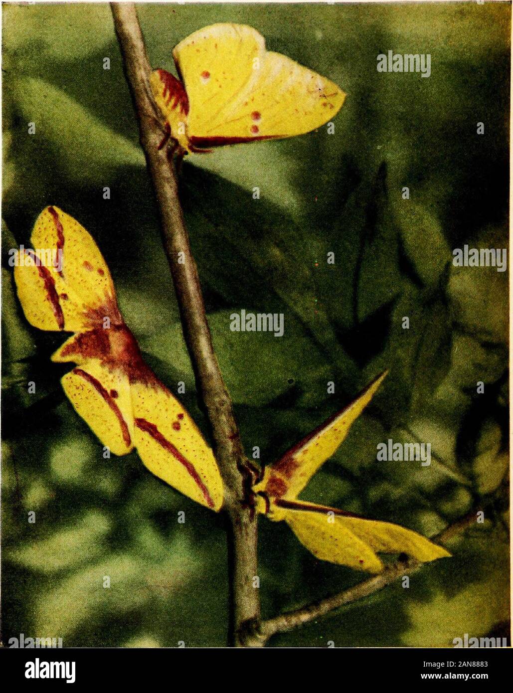 Falene del Limberlost . Falene del capitolo CAKNIAAL FourTHE imperatore GIALLO EACLES IMPERIALIS Foto Stock