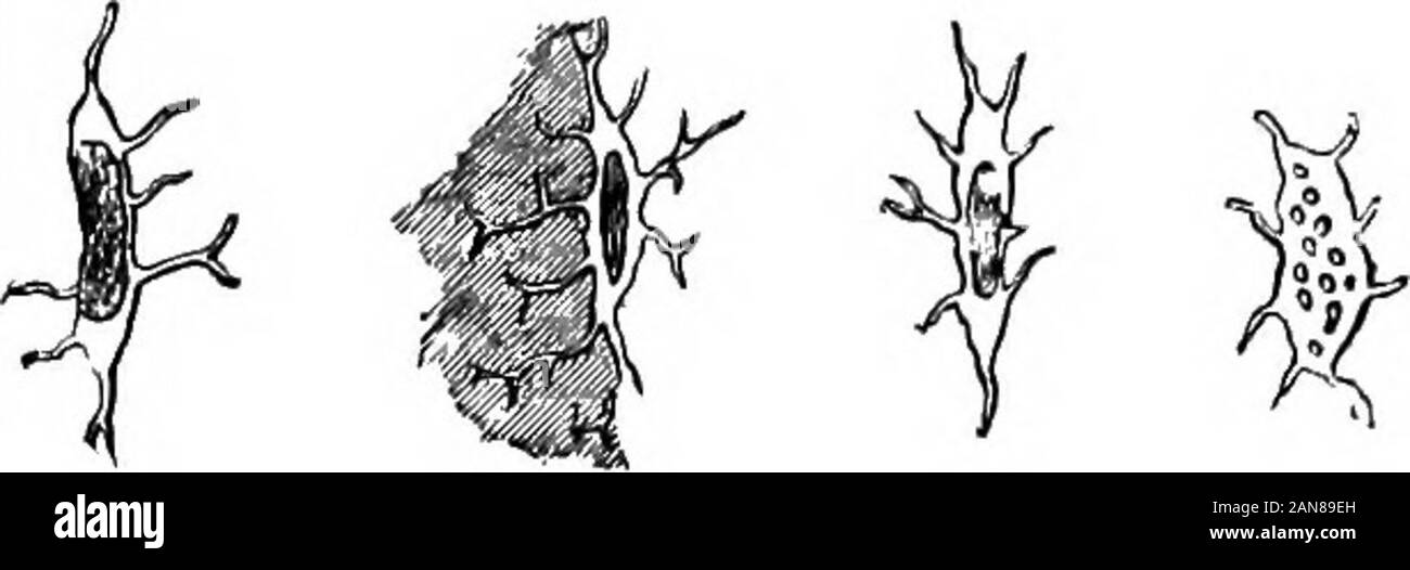 Un illustrato enciclopedico dictionaryBeing medico un dizionario dei termini tecnici utilizzati da scrittori sulla medicina e la garanzia delle scienze, in latino, inglese, francese e tedesco . bipolaire. Ger., bipolare Zelle.it., cellula bipolare. Un c. avente due poli o processi ; un termused principalmente con riferimento al nervo-CS. [J.]-sangue c. Vedere5iood-corpuscolare.-sangue-corpuscolare-holding c. Ger.. blutkor-perchenhaltige Zelle. Una delle piccole masse, specialmente in thespleen, contenente uno o più rosso sangue-corpuscolare , o frammenti ofcorpuscles. Questi organismi sono guardati da alcuni come red blo Foto Stock