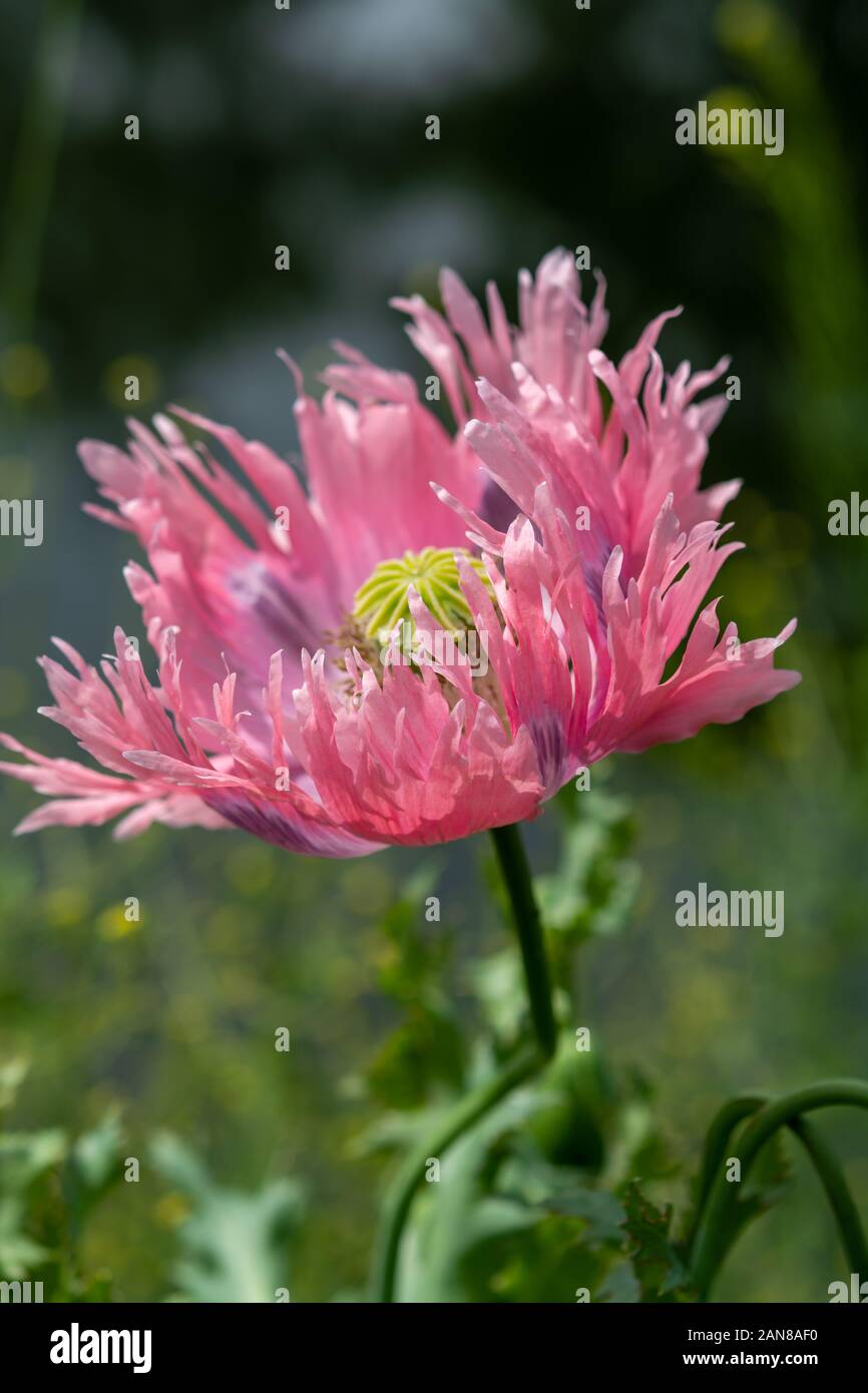 Bellissimi fiori di Papaver somniferum o oppio breadseed pianta di papavero close up Foto Stock