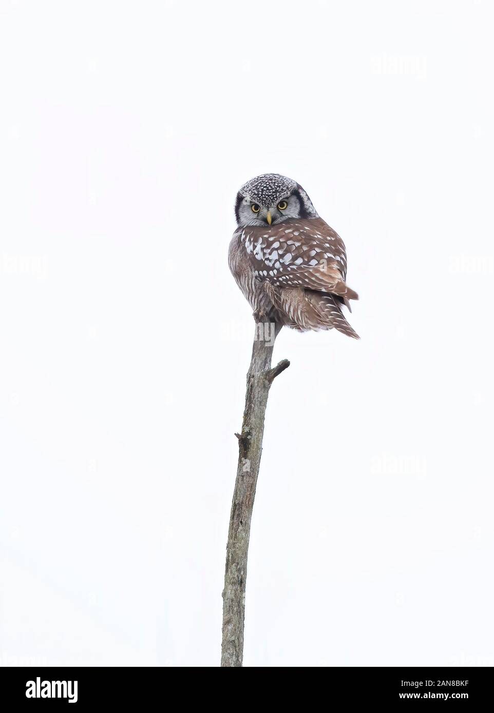 Northern Hawk-Owl (Surnia ulula) arroccato in un albero di caccia in inverno in Canada Foto Stock