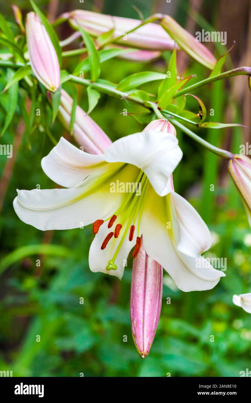 White Lilium regale (chiamato il regal lily, royal lily, King's lily, o il giglio di Natale) closeup Foto Stock