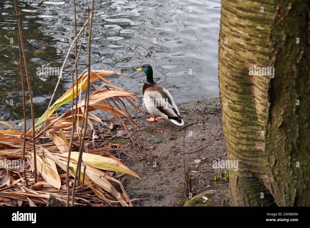 Un anatra in parco nella città di Dublino, Irlanda. Foto Stock