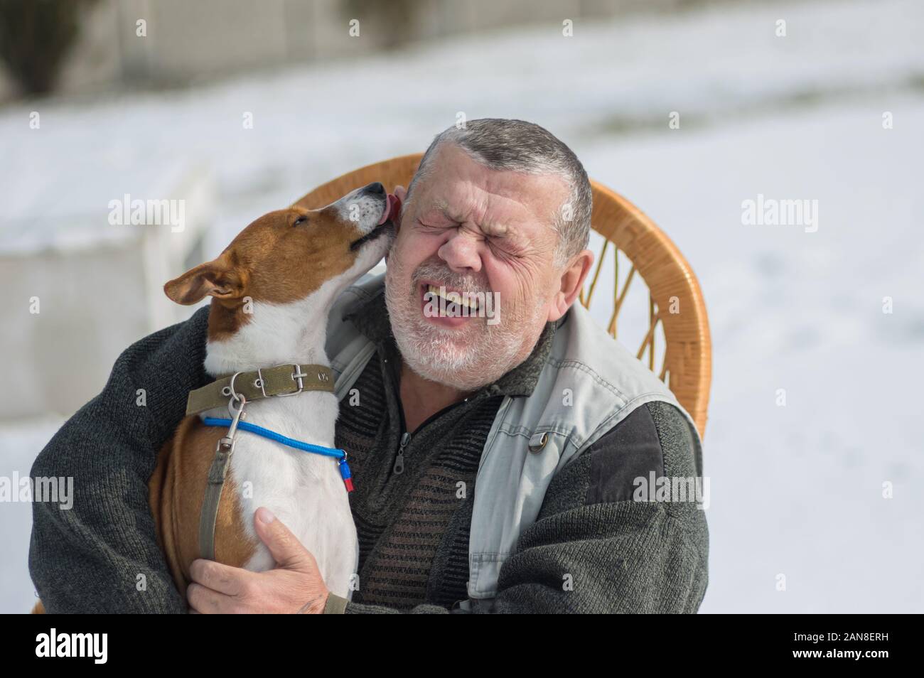 Carino basenji dog lick master orecchio lo scarico si tratta di obblighi di uso quotidiano per il leader contenti Foto Stock