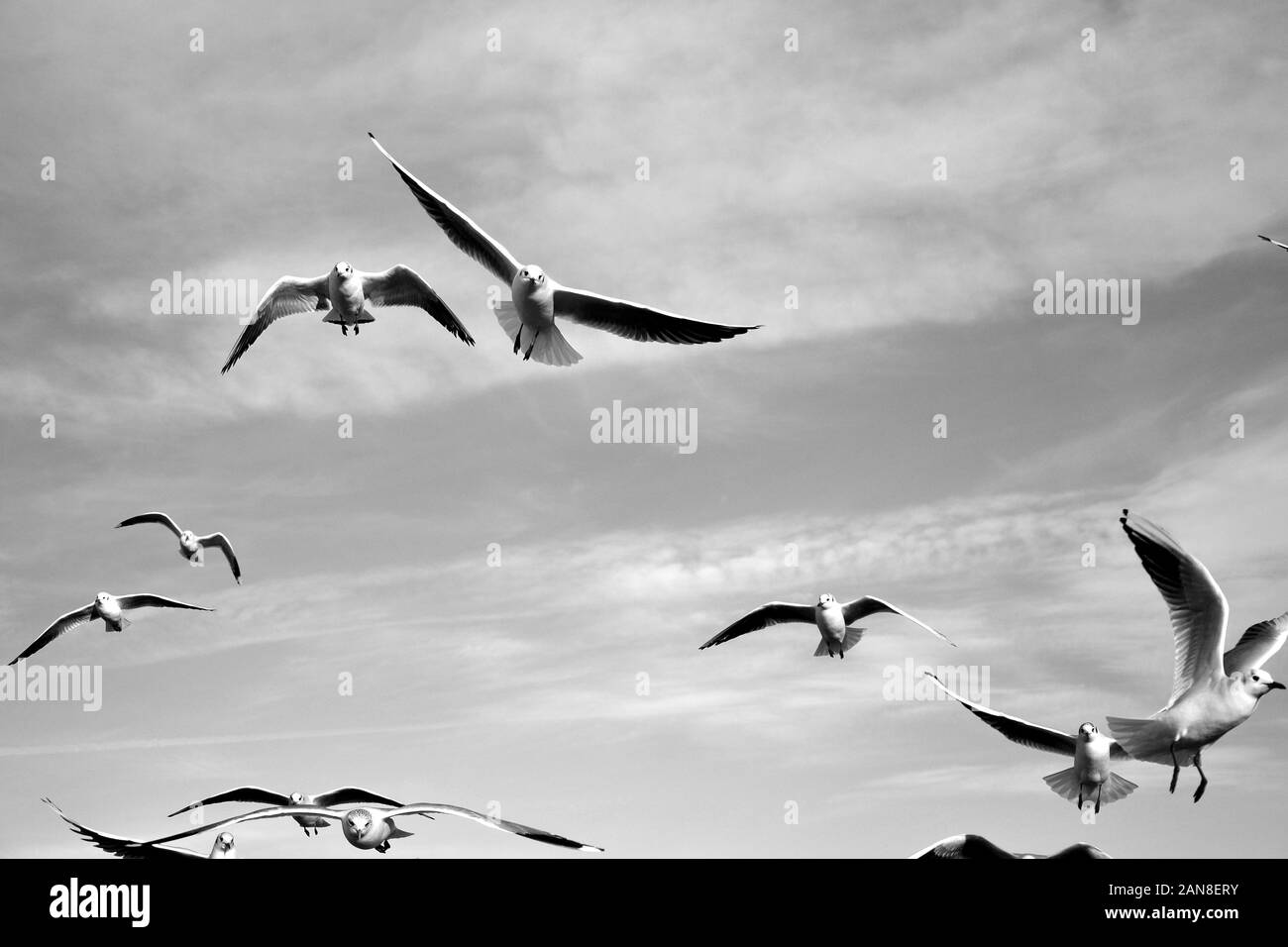 Gli uccelli del cielo - un gregge di battenti gabbiani contro il cielo nuvoloso Foto Stock