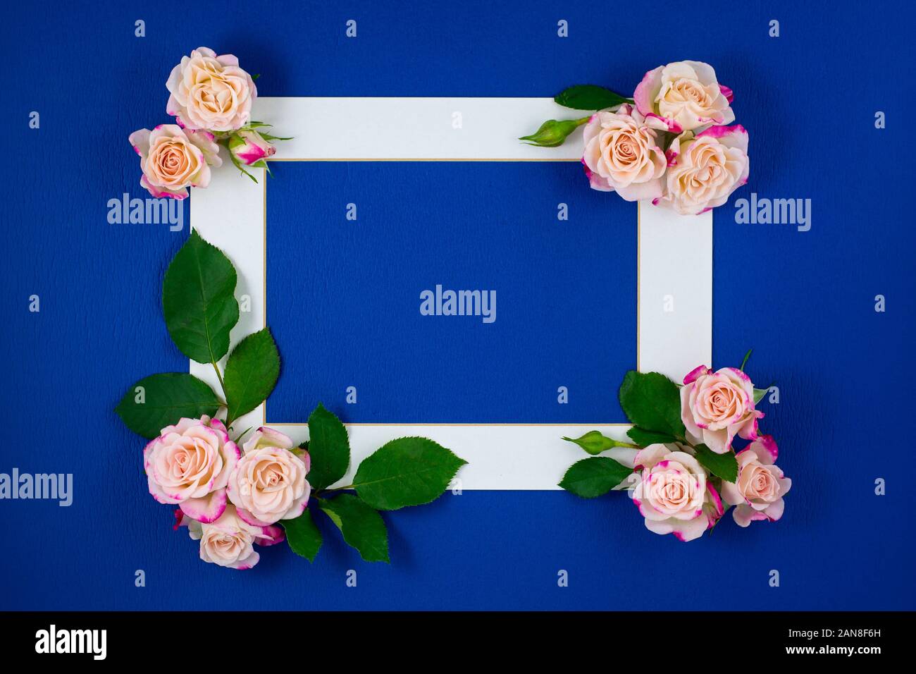 Fiore composizione del. Quadro di rosa fiori di rosa sul classico sfondo blu. Il giorno di San Valentino, Festa della mamma, donne giorno, scheda di nozze, invito Foto Stock