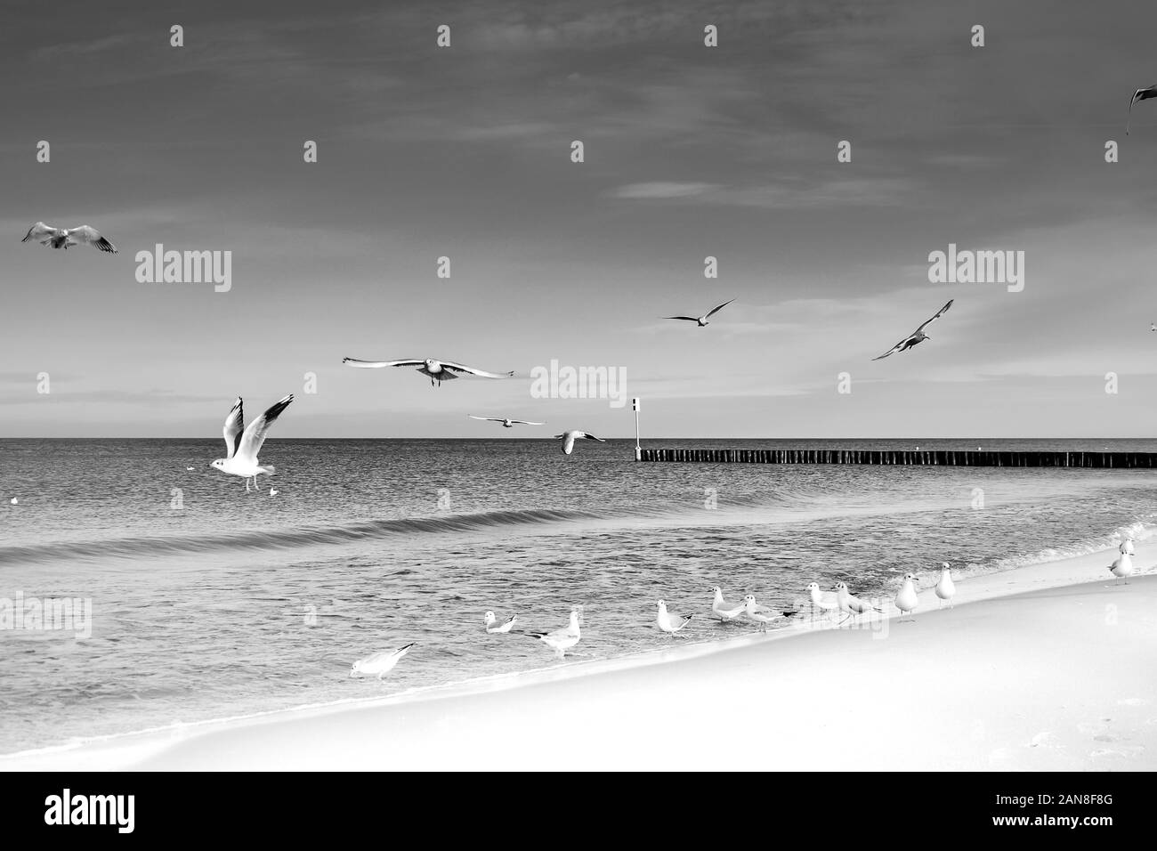Gli uccelli del cielo - un gregge di battenti gabbiani contro il cielo nuvoloso Foto Stock