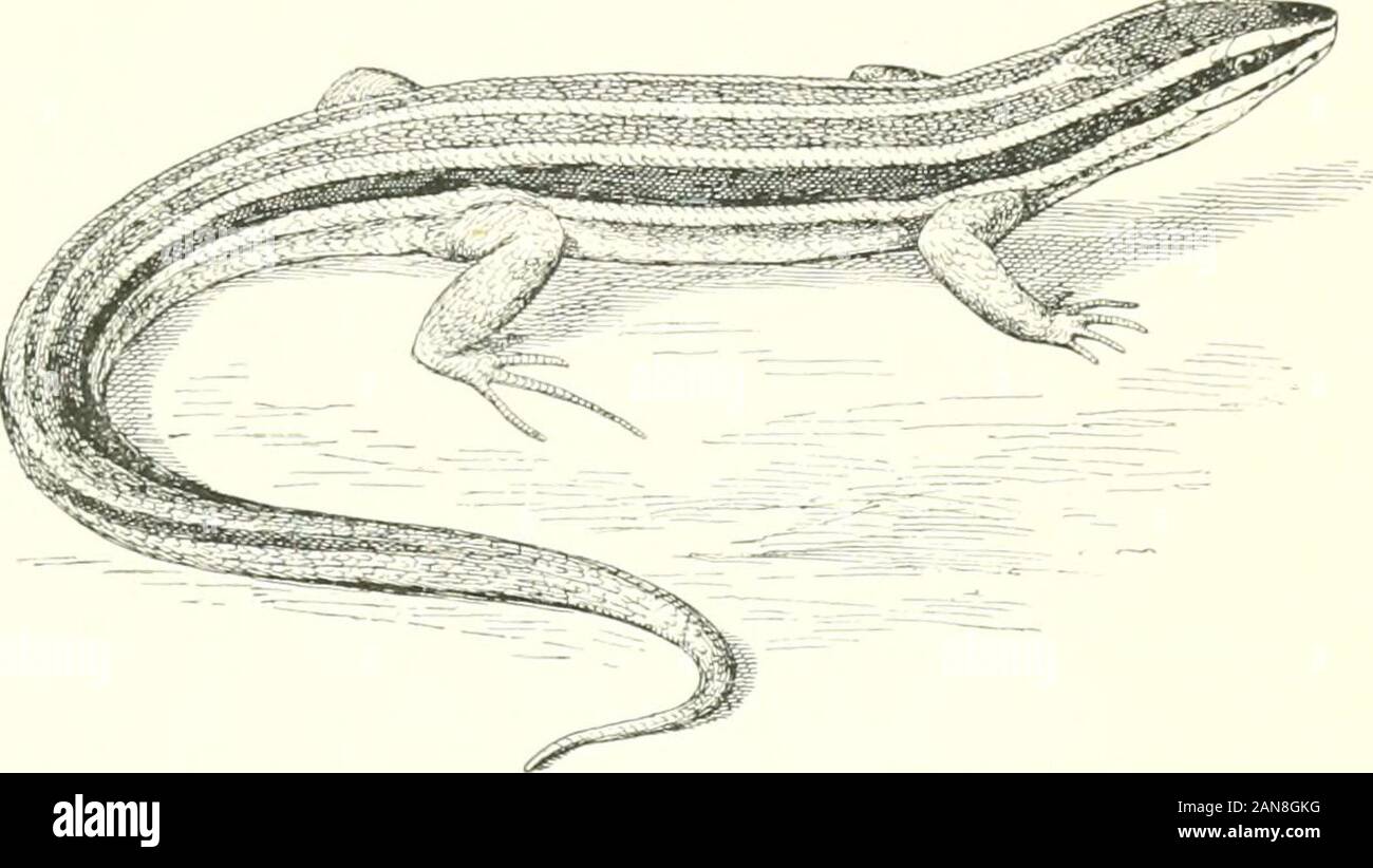 Le tartarughe e serpenti, rane e altri rettili e anfibi della Nuova Inghilterra e nord . 17. Logger=testa di tartaruga. Thalassochdys careita.raggiunge un peso di 450 libbre ; verdastro-nero. Trovato in mare aperto e vicino anche l'Europa. (14) Le lucertole. Lacctilia.. 1. Blue=tailed Lizard. Eunu-a-s fasciatus.Lunghezza, dieci pollici; Oliva scuro nr rcililisli-browii, con cinque strisce gialle ; coda, hrii^illuminato blu, bianco nndt-rnfath. 2. Sei=striped Lizard. Ciiemiilop/iorus si-xlhitatiis.Lenglli, eigiit pollici; jjrown, con tliree giallo e linee nere su ciascun lato. 3. Serpente di vetro. Ophisaurus 7iitni!isLengtii, Foto Stock