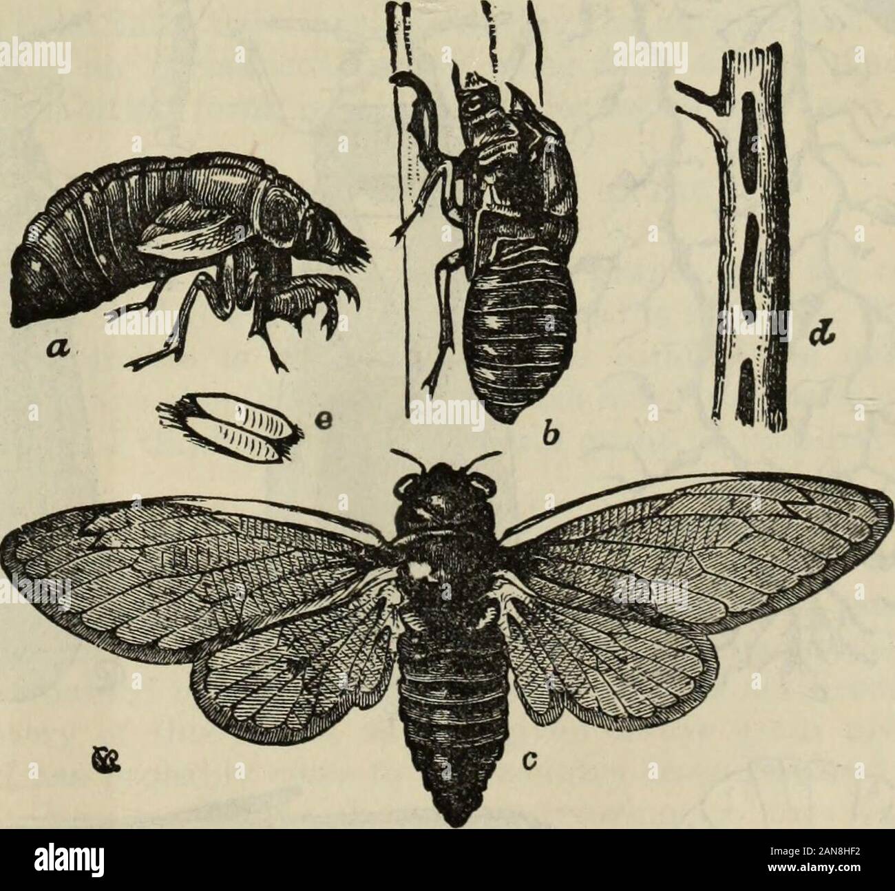 Relazione dei commissari . te morti e appar-ingresso con una crescita fungoid su di loro. Correttamente una cavalletta-IL VERO GRASSHOPPER. Ciò che noi chiamiamo un grasshopper è davvero una cavalletta. Grasshopper, correttamente il cosiddetto, è un grigio-verde, di insetto che si alimenta di erba e foglie e non viene mai sufficientlynumerous fare molti danni. La cicala. Vi è un altro insetto, talvolta chiamato una cavalletta, che non è una cavalletta a tutti, viz.la cicala. Si tratta di un molto familiare creatura e può essere conosciuto dalla peculiare, squillante,whizzing suono che rende in alberi durante il calore del giorno. Non è verydestru Foto Stock
