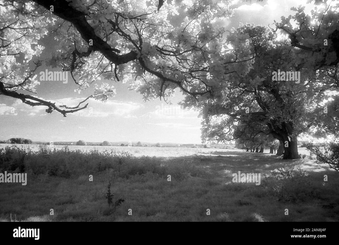 Visualizza in basso per il Solent da operaio's Lane, gancio-con-Warsash, Hampshire, Inghilterra, Regno Unito. In bianco e nero a raggi infrarossi filmstock, con la sua caratteristica prominente struttura della grana, ad alto contrasto e incandescente fogliame lucido. Foto Stock