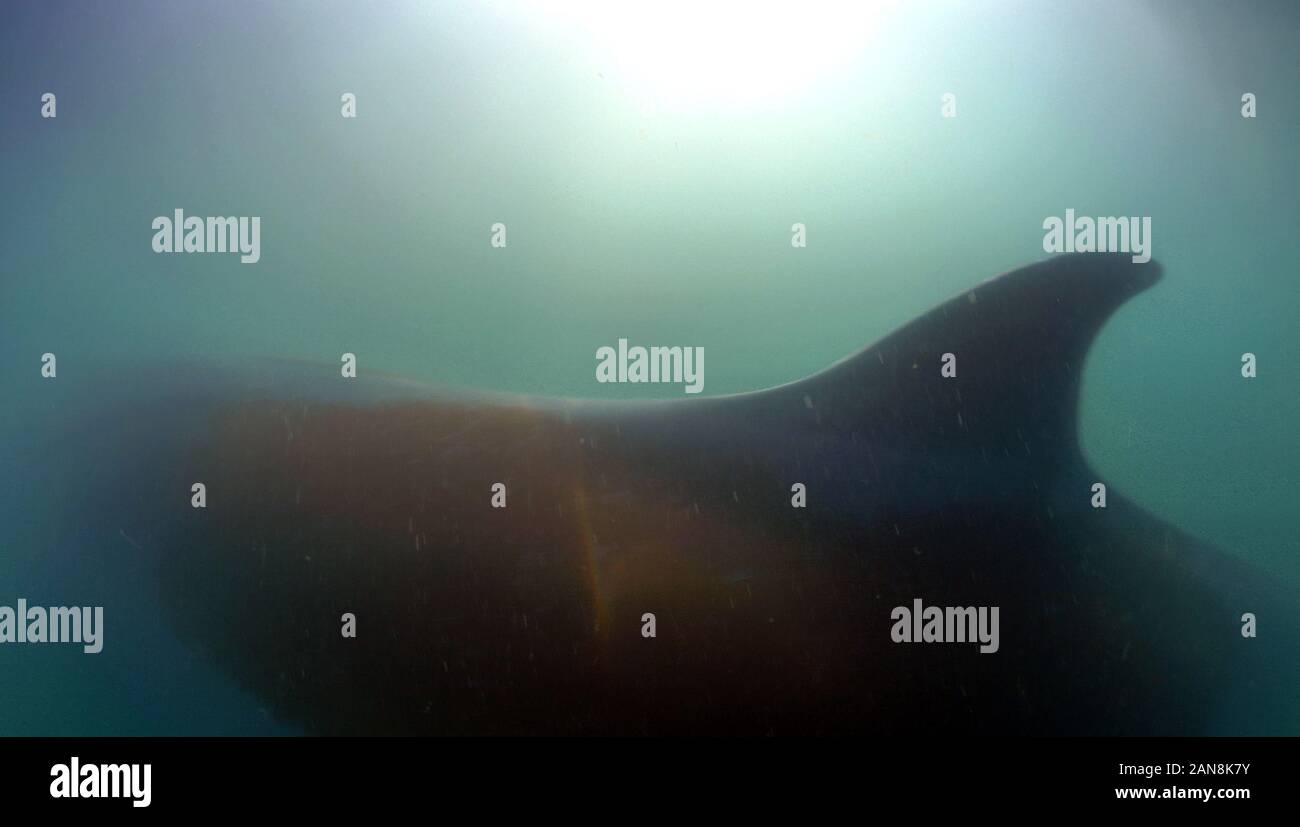 (200116) -- BEIHAI, gen. 16, 2020 (Xinhua) -- Video screenshot mostra la scena subacquea di Bryde di balene nelle acque di Weizhou isola nel Golfo di Beibu, sud della Cina di Guangxi Zhuang Regione autonoma, 7 gennaio 2020. I ricercatori hanno catturato video subacquei di Bryde di balene per la prima volta nel sud della Cina di Beibu golfo. Chen Mo, ricercatore associato del Guangxi Accademia delle Scienze e da un membro del team di ricerca, detto il Mercoledì che il video è di grande importanza per la comprensione globale del mammifero marino di abitudini di vita, specialmente lo studio del suo comportamento. B Foto Stock