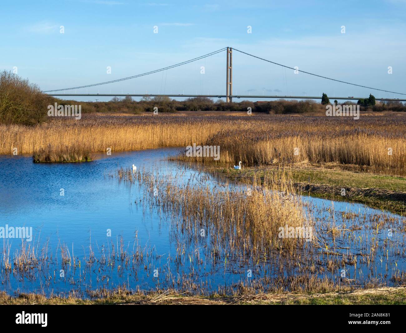 Vista su Lontano Ings Riserva Naturale, Lincolnshire, Inghilterra, con una coppia di cigni e una torre del ponte Humber in background Foto Stock