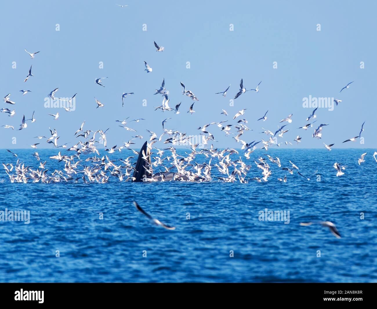 (200116) -- BEIHAI, gen. 16, 2020 (Xinhua) -- Foto scattata il 8 gennaio, 2020 mostra di Bryde delle balene nelle acque di Weizhou isola nel Golfo di Beibu, sud della Cina di Guangxi Zhuang Regione autonoma. I ricercatori hanno catturato video subacquei di Bryde di balene per la prima volta nel sud della Cina di Beibu golfo. Chen Mo, ricercatore associato del Guangxi Accademia delle Scienze e da un membro del team di ricerca, detto il Mercoledì che il video è di grande importanza per la comprensione globale del mammifero marino di abitudini di vita, specialmente lo studio del suo comportamento. Bryde la balena, principalmente distribuire Foto Stock