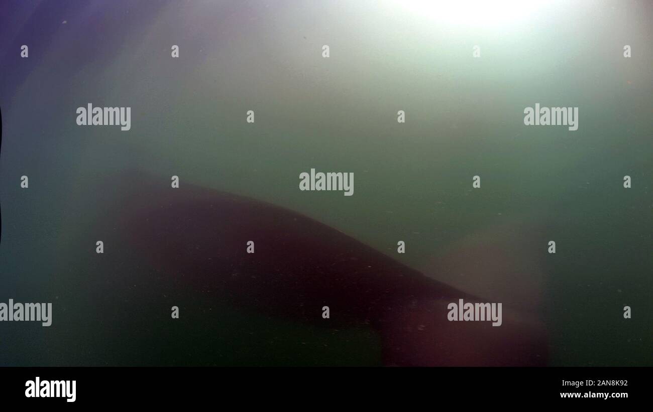 (200116) -- BEIHAI, gen. 16, 2020 (Xinhua) -- Video screenshot mostra la scena subacquea di Bryde di balene nelle acque di Weizhou isola nel Golfo di Beibu, sud della Cina di Guangxi Zhuang Regione autonoma, 8 gennaio, 2020. I ricercatori hanno catturato video subacquei di Bryde di balene per la prima volta nel sud della Cina di Beibu golfo. Chen Mo, ricercatore associato del Guangxi Accademia delle Scienze e da un membro del team di ricerca, detto il Mercoledì che il video è di grande importanza per la comprensione globale del mammifero marino di abitudini di vita, specialmente lo studio del suo comportamento. B Foto Stock