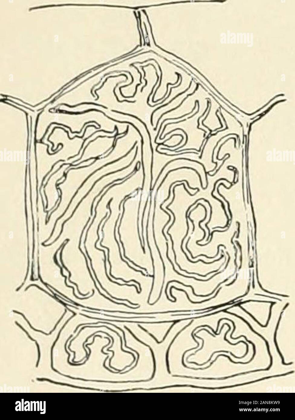 Le tartarughe e serpenti, rane e altri rettili e anfibi della Nuova Inghilterra e nord . 7. Sale Tartaruga difficili. Terrapin, Diamond Back. Malackm- mys palustris. Lenc-th, dieci pollici; ashy marrone, nero wiih linee incise su^ scudo, e puntini sulla testa, il collo e le gambe ; fnce, color corno, orangeunderneath. Altamente stimato per il cibo. Southern. 8. Mappa di tartaruga. Maluclemmys geographicus.Lunghezza, sei pollici; nerastra-marrone con arrugginito linee irregolari; la ganascia inferiore con cucchiaio-come la punta. Western.. Foto Stock