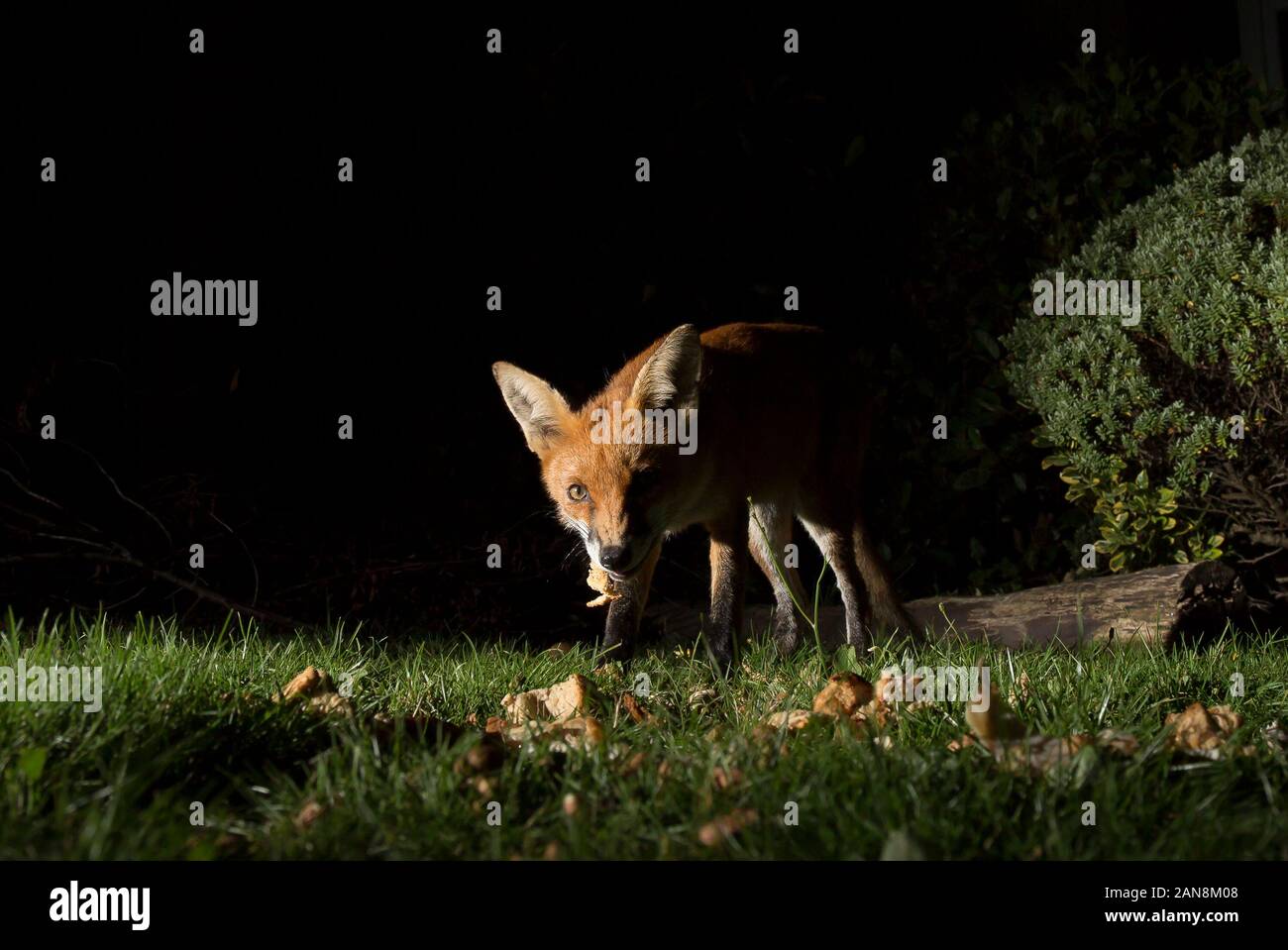 Primo piano della volpe rossa urbana affamata (Vulpes vulpes) mangiare scarti lasciato fuori sul prato nel giardino britannico di notte, catturato sotto i riflettori. Foto Stock
