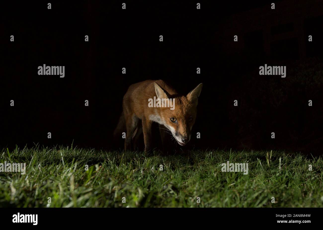Primo piano della volpe rossa urbana affamata (Vulpes vulpes) isolato al buio, scavenging sul prato nel giardino britannico di notte, catturato nei riflettori. Foto Stock