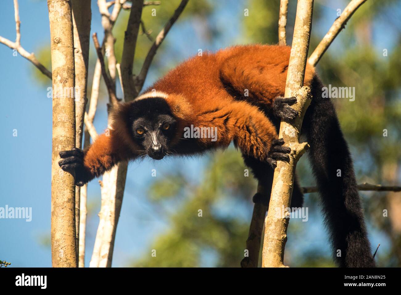 Rosso lemure Ruffed lemure a isola del Madagascar Foto Stock