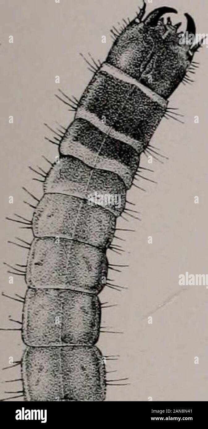 Bollettino . Piastra XXVI Fig. 1. Larva di Eyed Elater, Alaus oculatus. Fig. 2. Beetle della stessa. (Dopo Harris, Ins. Iiij. La Veg.) Fig. 3. Clerid beetle, Clerus quadriguttatus. Ingrandita. (Dopo aver sentito,Mem. N. Y. membro Mus.) Fig. 4. Larva di Eyed Elater, Alaus oculatus, vista obliqua, a showapex dell'addome. Fig. 5. A testa piatta del melo borer, ClirysohotJiris femorata: a,larva; h, beetle; c, capo del coleottero maschio; d, vista ventrale ofpupa. (Chittenden, cera. Bur. Ent. U. S. Dept. Agr.) Fig. 6. Clerid beetle, Chariessa pilosa (ingrandita), con antenna di fe-maschio. (Dopo aver sentito, Mem. N. Y. membro Mus.) Fig. 7. R Foto Stock