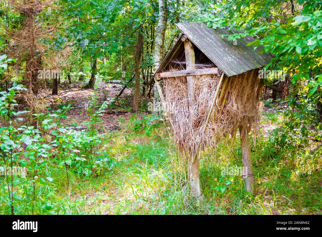 Alimentatore di legno con hey nella foresta per animali selvatici (cervi, alci) Foto Stock