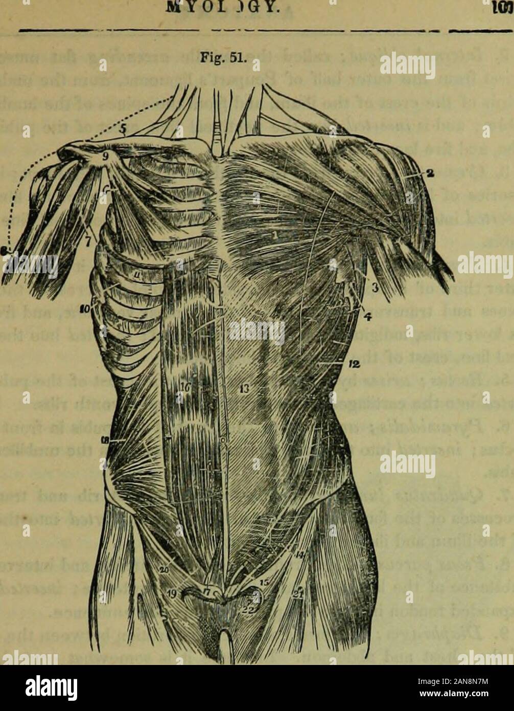 L'enciclopedia idropatici: un sistema di idropatia e igiene .. . Mento. Legamento Gimbernats è quella parte della aponeu-rosis inserito nella linea pectineal. La linea alba è un bianco tendi-nous slip che si estende lungo la parte centrale dell'addome dal ensiformcartilage all'os pube. Esternamente, su ciascun lato di esso, sono linee twocurved estendentisi dai lati del torace per il pube, calledthe sciogliere semilunares; queste linee sono collegate con la linea albaby diverse linee trasversali, solitamente in numero di tre o quattro, chiamato lineatransversa. Appena sopra la cresta del pube è una pianta triangolare Foto Stock