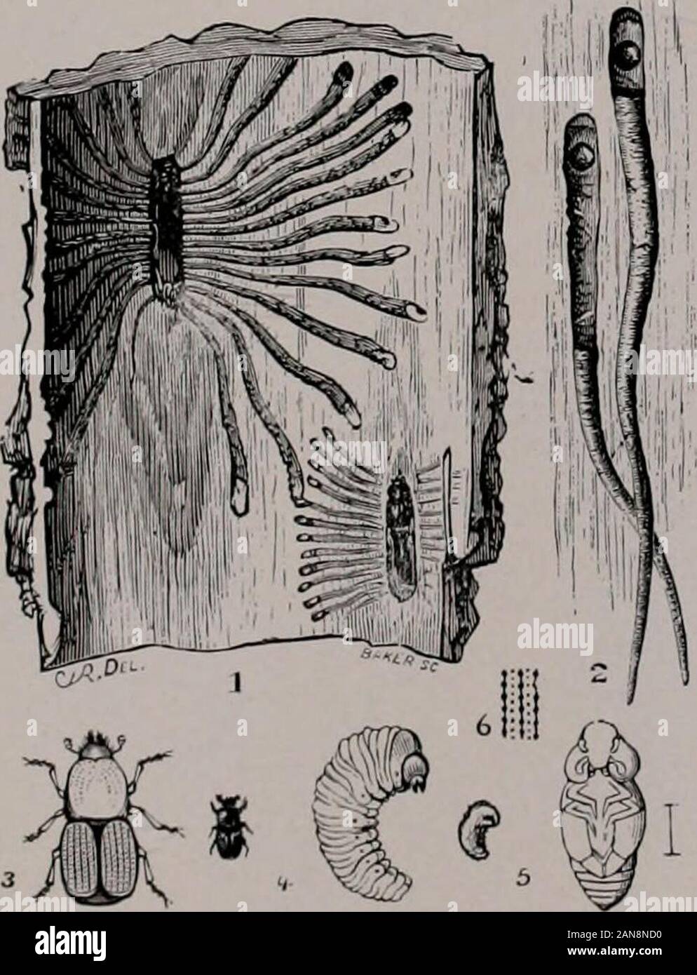 Bollettino . Piastra XXVI Fig. 1. Larva di Eyed Elater, Alaus oculatus. Fig. 2. Beetle della stessa. (Dopo Harris, Ins. Iiij. La Veg.) Fig. 3. Clerid beetle, Clerus quadriguttatus. Ingrandita. (Dopo aver sentito,Mem. N. Y. membro Mus.) Fig. 4. Larva di Eyed Elater, Alaus oculatus, vista obliqua, a showapex dell'addome. Fig. 5. A testa piatta del melo borer, ClirysohotJiris femorata: a,larva; h, beetle; c, capo del coleottero maschio; d, vista ventrale ofpupa. (Chittenden, cera. Bur. Ent. U. S. Dept. Agr.) Fig. 6. Clerid beetle, Chariessa pilosa (ingrandita), con antenna di fe-maschio. (Dopo aver sentito, Mem. N. Y. membro Mus.) Fig. 7. R Foto Stock