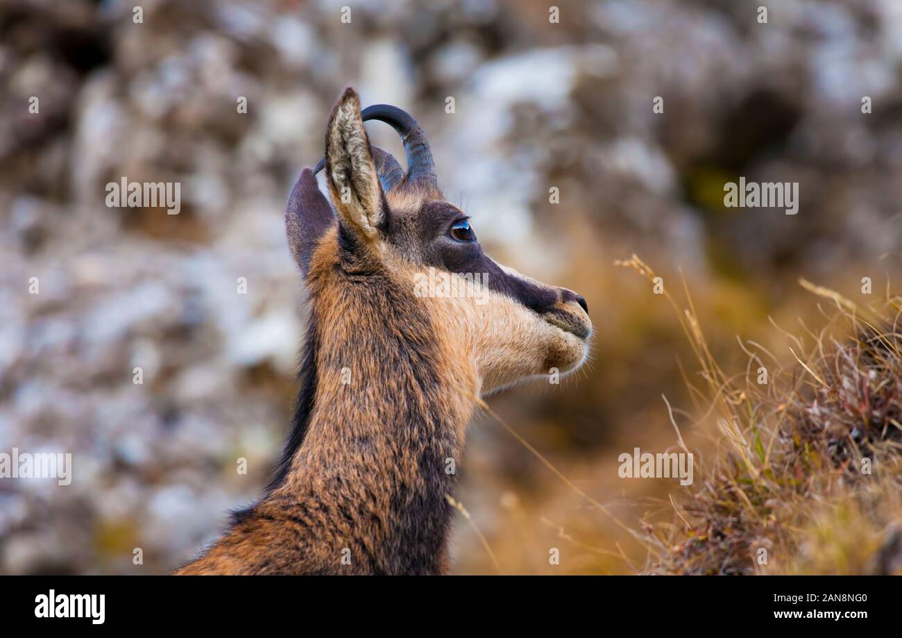 Il camoscio capra selvatica nei Carpazi romeni, Romania Foto Stock