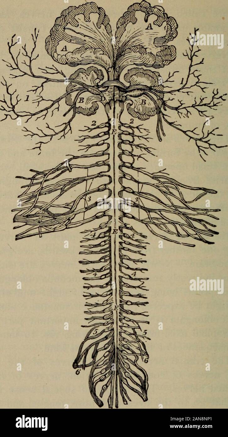 Un Accademico fisiologia e igiene .. . Er derivano dal midollo spinale e passano per aprire- - nei lati delle ossa della colonna vertebrale. Nervi sono -n disattivato in coppie, i nervi di ogni coppia estendendosi inopposite direzioni. 12. I nervi cranici.-dodici coppie di nervi, suc- g uno un altro dalla prima all'indietro, sono date offm il cervello. Quasi tutti questi nervi sono o di-rettamente o indirettamente riconducibile al midollo allungato, theonly eccezioni essendo l'UCE di nervi e di odore. 11 Come potrebbe essere che ci si aspetta da questa circostanza da sola, themedulla oblongata è una parte estremamente importante di th Foto Stock