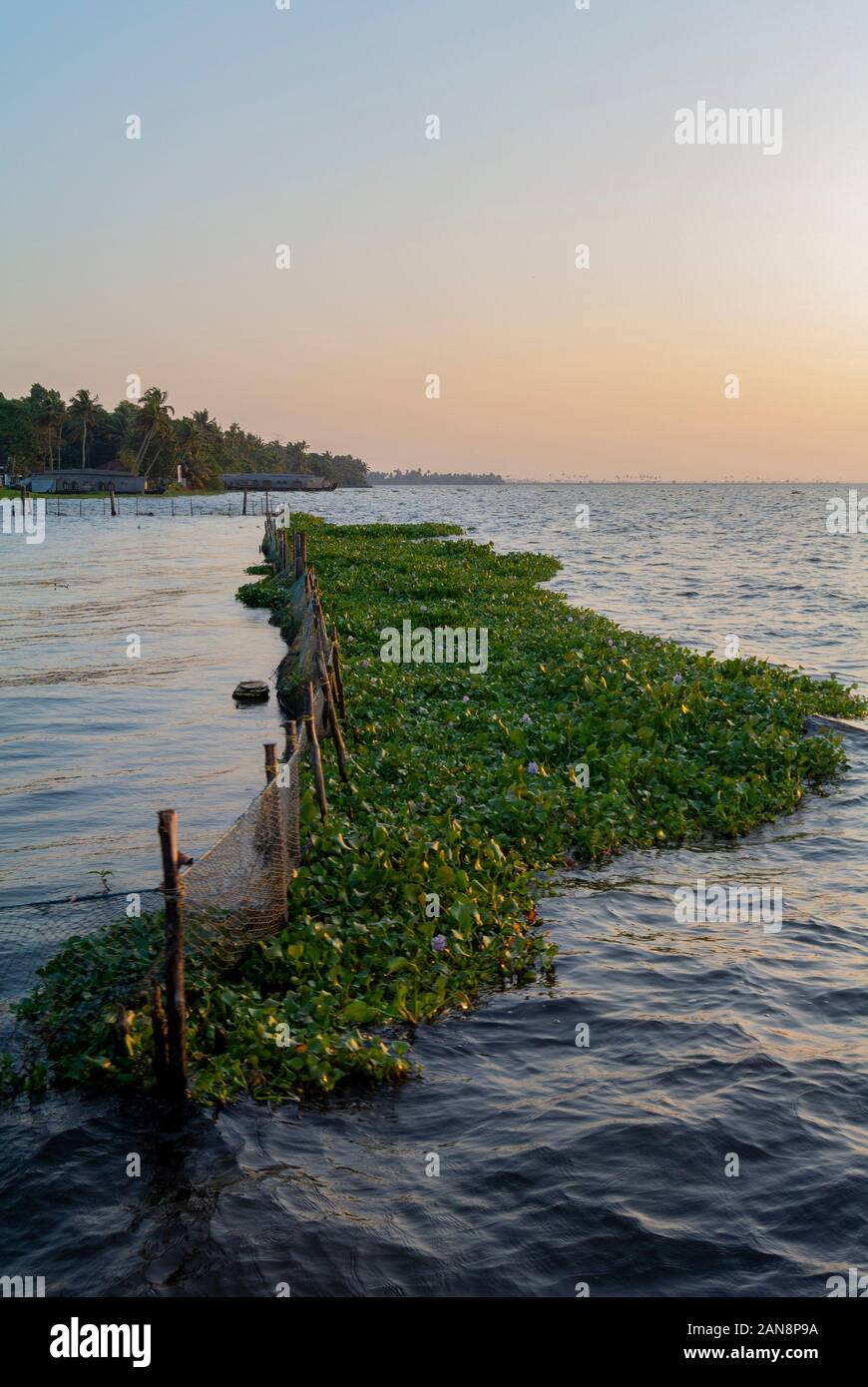 Crassipes di Eichhornia, giacinto di acqua comune, specie invasive, Kumarakom, Kerala, India del Sud Foto Stock