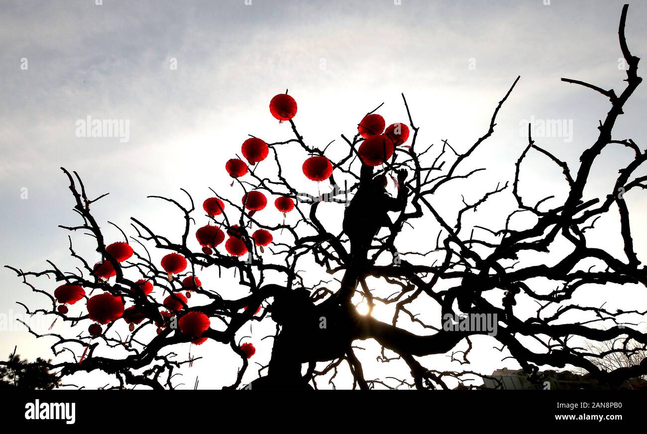 Pechino, Cina. 16 gennaio, 2020. Pechino, Cina. 16 gennaio, 2020. Lavoratori cinesi decorare un parco per il prossimo anno nuovo cinese celebra l'anno del ratto a Pechino il giovedì, 16 gennaio 2020. La Cina celebrerà il suo nuovo Anno Lunare il 25 gennaio come milioni di cinesi viaggio verso casa per le vacanze. Foto di Stefano rasoio/UPI Credito: UPI/Alamy Live News Foto Stock