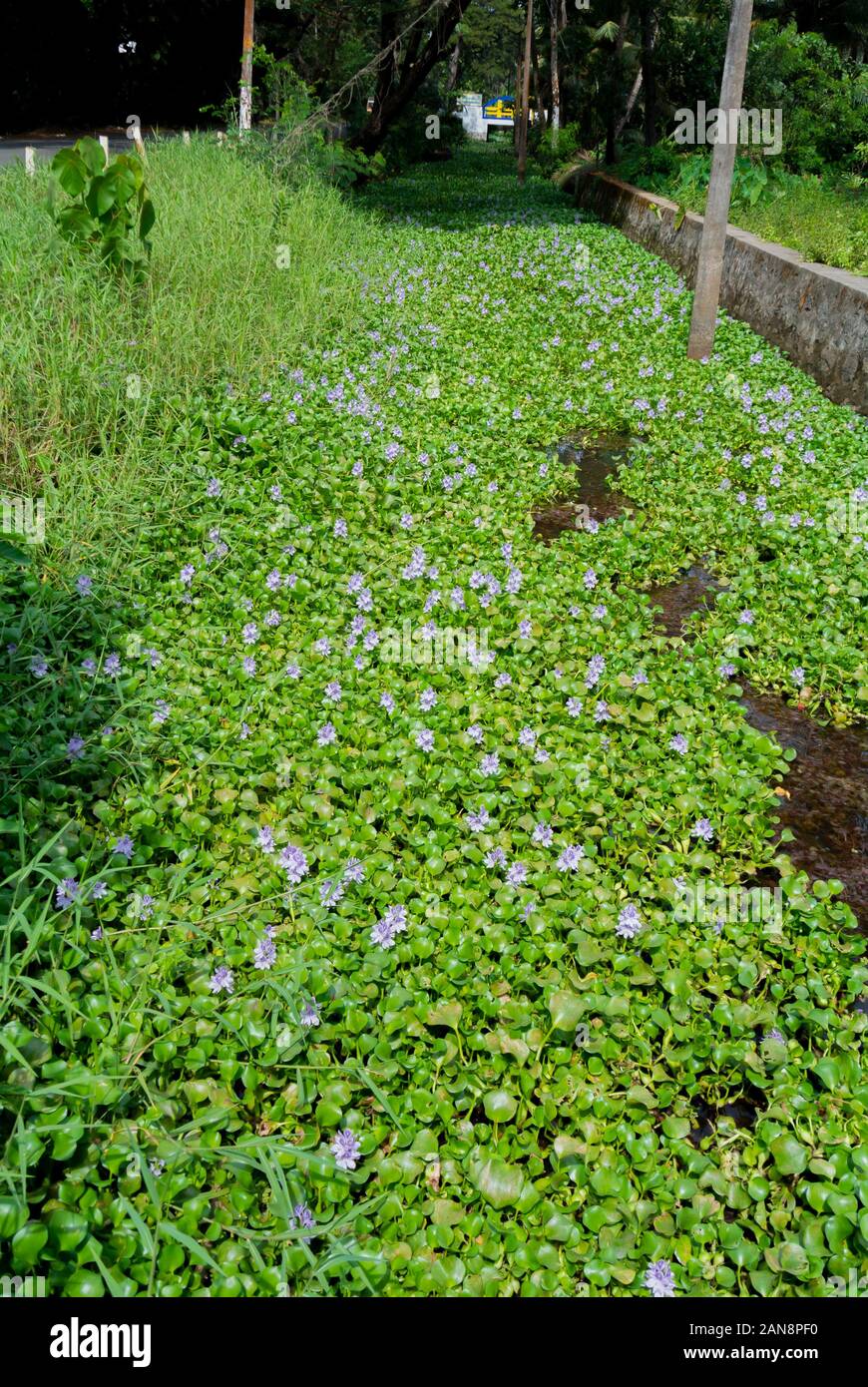 Eichhornia crassipi, giacinto acqua comune, specie invasive, kumarakom, kerala, India del sud Foto Stock