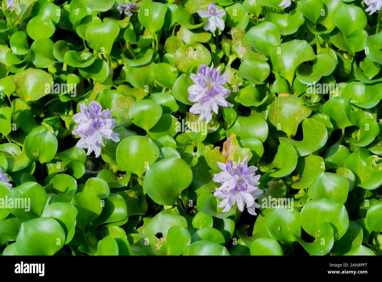 Eichhornia crassipi, giacinto acqua comune, specie invasive, kumarakom, kerala, India del sud Foto Stock