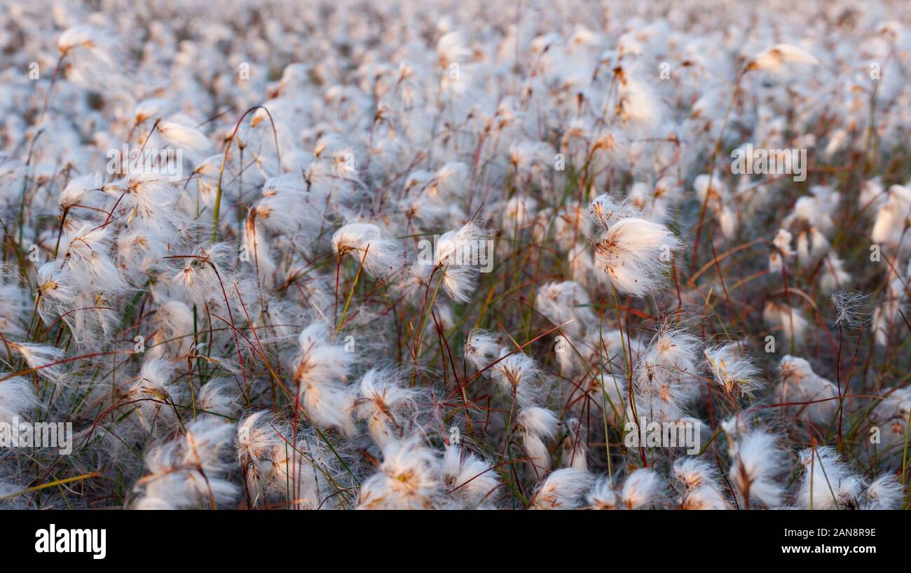 Irish bog campo di cotone in serata la luce solare Foto Stock