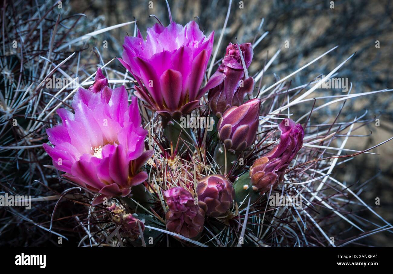 Fiori di Cactus bloomin durante il tempo di primavera nel deserto californiano Foto Stock
