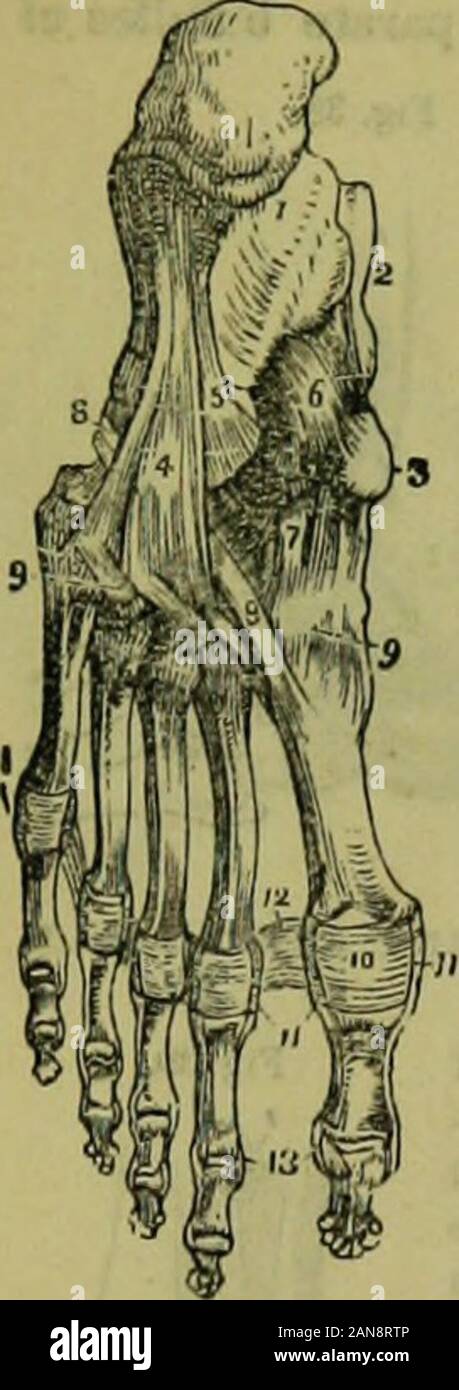 L'enciclopedia idropatici: un sistema di idropatia e igiene .. . E toeshave lo stesso collegamento legamentose come quelle delle dita e la stessa varietà e misura ofmotion. I legamenti della pianta del piede sono mal seea Fig. 40 1.Os ealcis. 2. Astragalo. 3. La tuberosità del scapnutd. 4,Long calcnneo-cuboide legamento. 5. Parte del breve-calcaneo cuboide. 6. Calcaneo-scafoide. 7. Tarsica plantare. 8, 8. Ten-don del peroneus longus muscolo. 9, 9. Tareo plantare-meta.tarsale legamenti. 10. Legamento plantare ol metatarsophalangeal il giunto dell'alluce; il legamento stesso è seenupon t Foto Stock